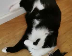 colour in food s-40533e1(exw)