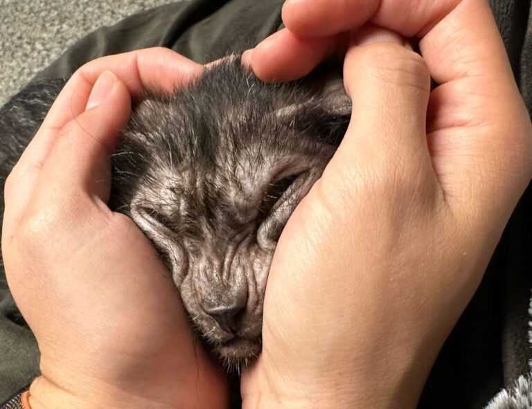 how does endbugflow software work