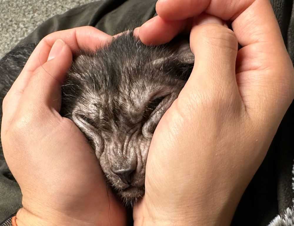 how does endbugflow software work