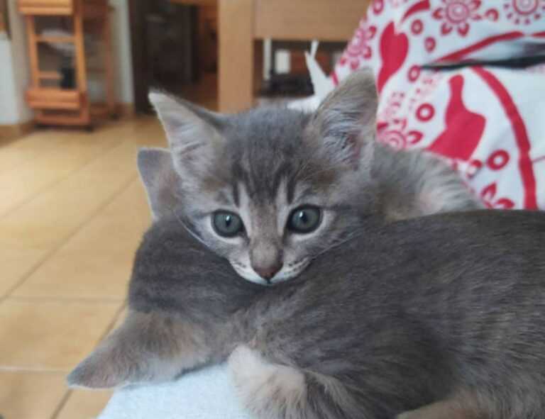 how much is the rogrand525 game on pc