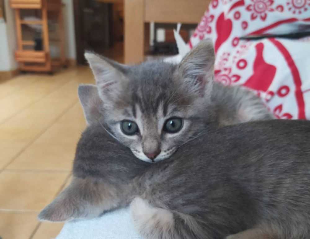 how much is the rogrand525 game on pc