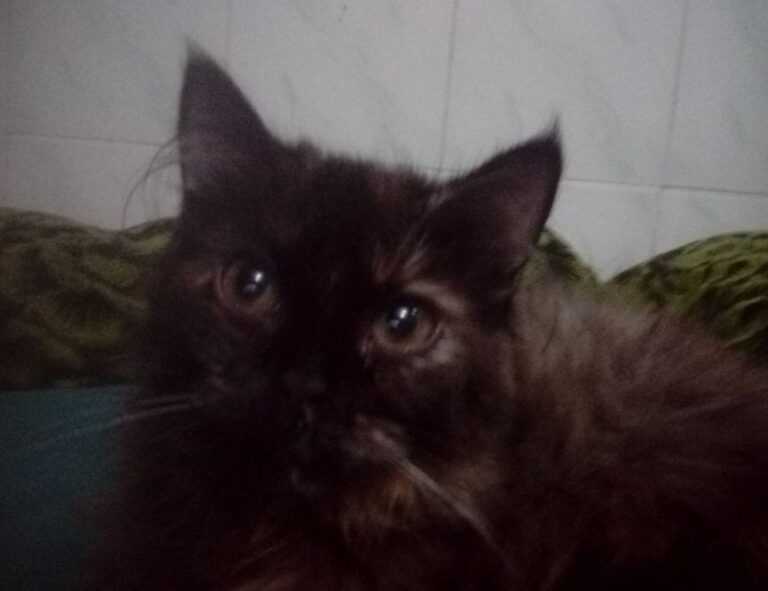 how to change server in innerlifthunt game