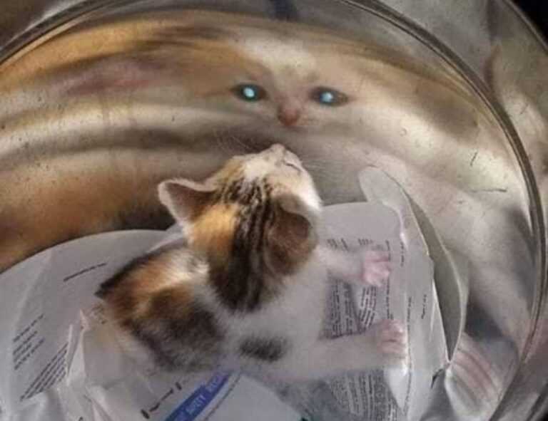 pregnant women lack komatelate