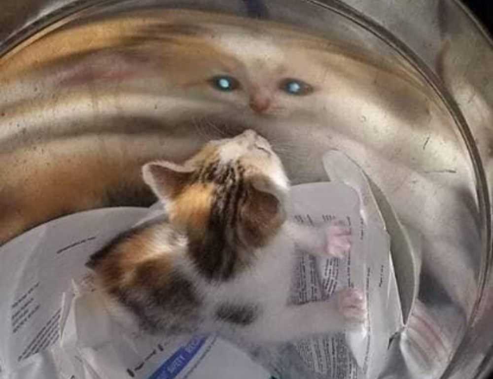 pregnant women lack komatelate