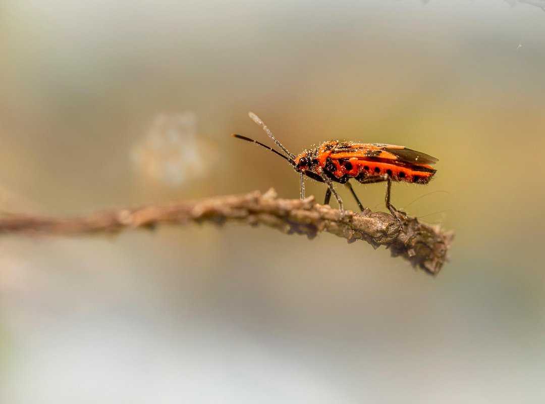 Software Bug Llusyep Python